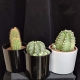 Cactus - 1